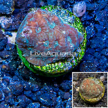 LiveAquaria® Cultured Favia Coral