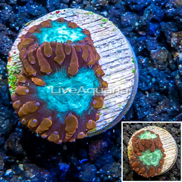 LiveAquaria® Cultured Blastomussa Coral