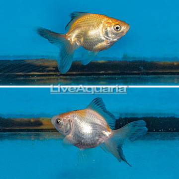 Orange Ryukin Goldfish, Pair