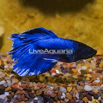 Butterfly Betta, Male