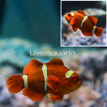 Gold Stripe Maroon Clownfish