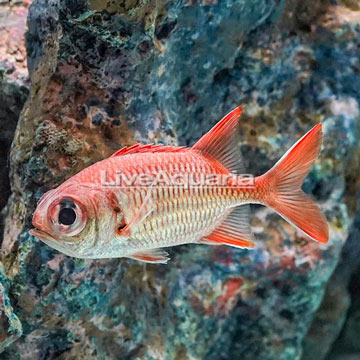 Blotcheye Soldierfish