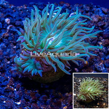 LiveAquaria® Cultured Duncan Coral