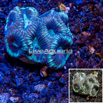 LiveAquaria® Cultured Goniastrea Coral