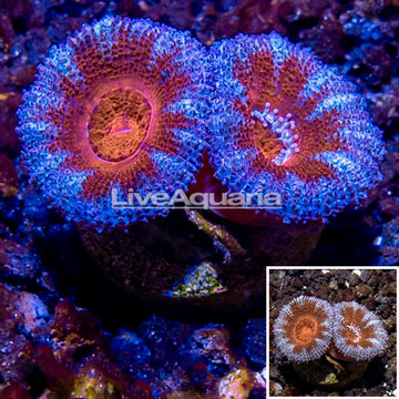 LiveAquaria® Cultured Acan Lord Coral