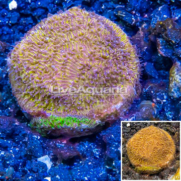 LiveAquaria® Cultured Leptoseris Coral