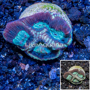 LiveAquaria® Cultured Goniastrea Coral