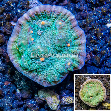 LiveAquaria® Cultured Ultra Chalice Coral