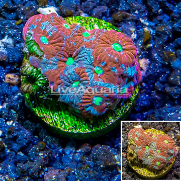 LiveAquaria® Cultured War Coral