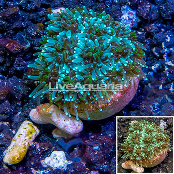 LiveAquaria® Cultured Galaxea Coral