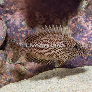 Brown Spotted Spinefoot