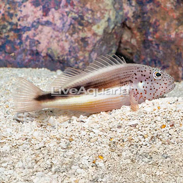 Freckled Hawkfish 