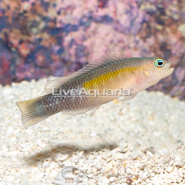 Blue Bar Dottyback 