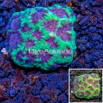 LiveAquaria® Cultured Goniastrea Coral