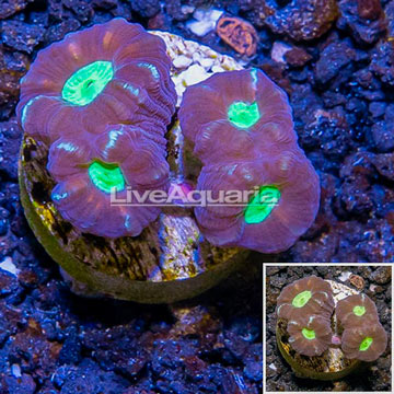 LiveAquaria® Cultured Candy Cane Coral