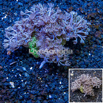 Xenia Coral Vietnam