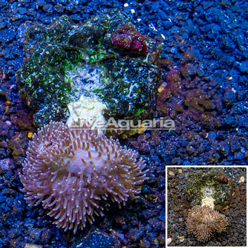 Toadstool Leather Coral Indonesia