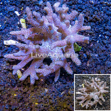 Sinularia Leather Coral Vietnam