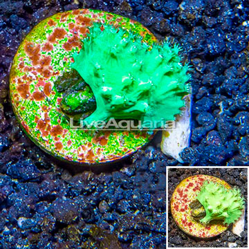 LiveAquaria® Cultured Green Cabbage Leather Coral