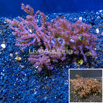 Pineapple Tree Coral Indonesia