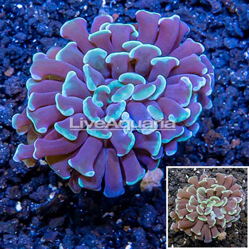 LiveAquaria® Cultured Hammer Coral