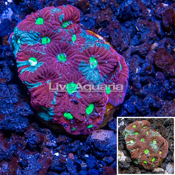 LiveAquaria® Cultured War Coral