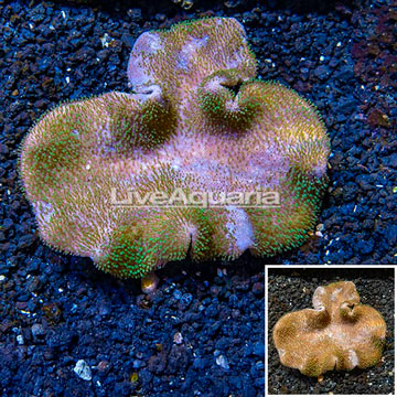 Toadstool Mushroom Leather Coral Vietnam