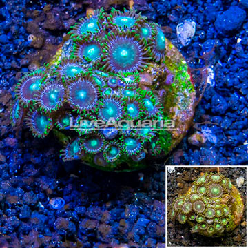 Zoanthus Coral Indonesia