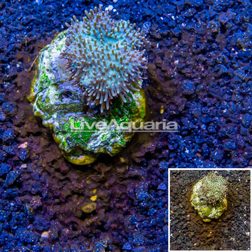 Toadstool Leather Coral Indonesia