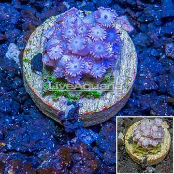 LiveAquaria® Cultured Goniopora Coral