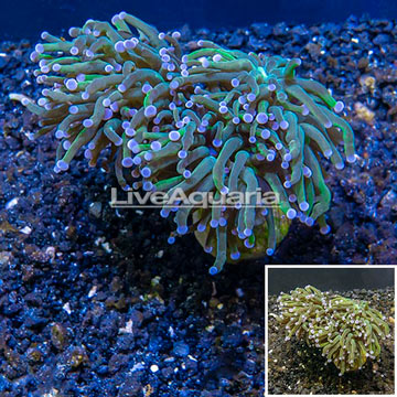 LiveAquaria® Cultured Torch Coral