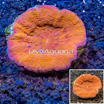 Scolymia Coral Australia