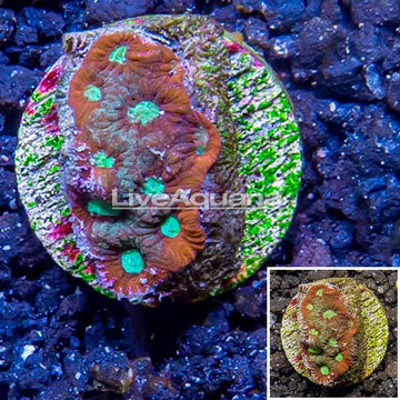 LiveAquaria® Cultured War Coral