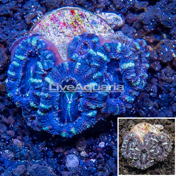 LiveAquaria® Cultured Acan Lord Coral