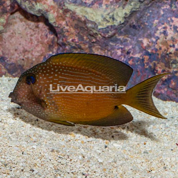 Two Spot Bristletooth Tang