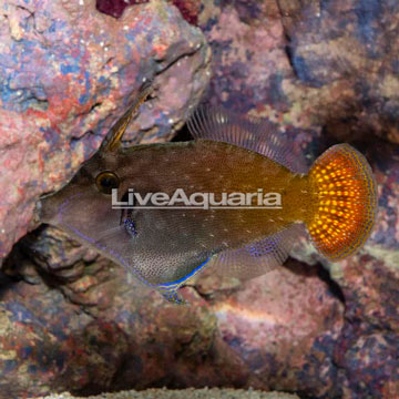 Blackbar File Fish, Female