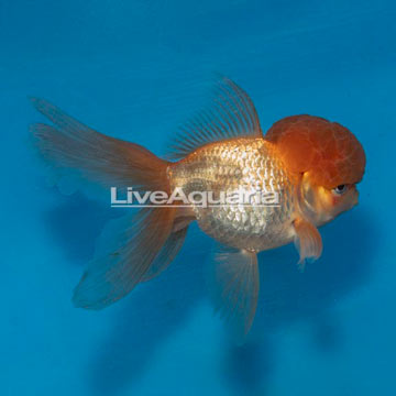 Oranda Goldfish