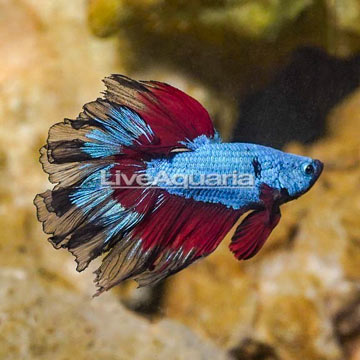 Rosetail Betta