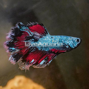 Rosetail Betta