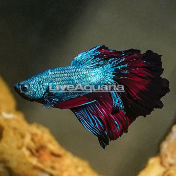 Rosepetal Betta