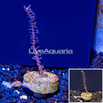 LiveAquaria® Cultured Purple Gorgonia