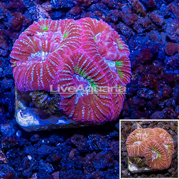 USA Cultured Goniastrea Coral