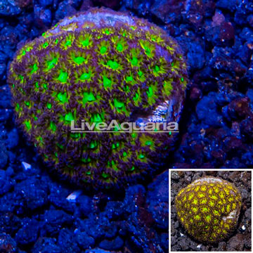 LiveAquaria® Cultured Orange & Green Leptastrea