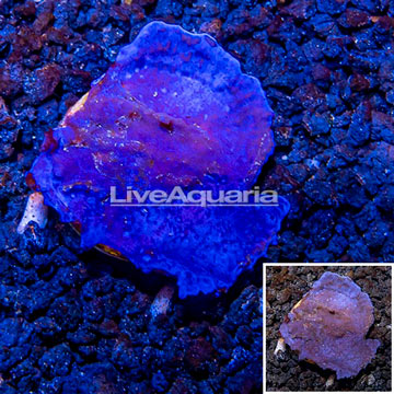 LiveAquaria® Cultured Blue Sponge