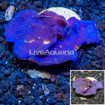 LiveAquaria® Cultured Blue Sponge