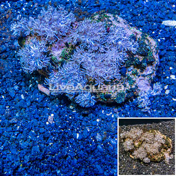 Xenia Coral Indonesia