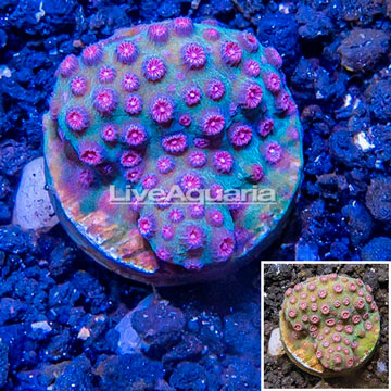 LiveAquaria® Cultured Cyphastrea Frag