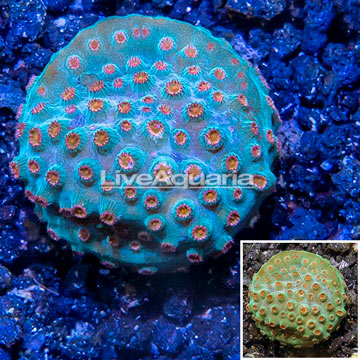 LiveAquaria® Cultured Cyphastrea Frag