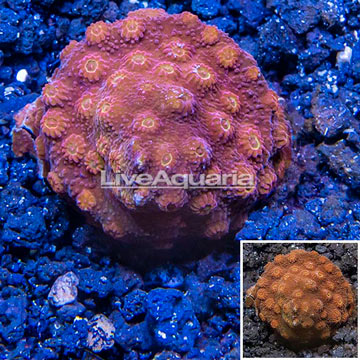 LiveAquaria® Cultured Cyphastrea Coral