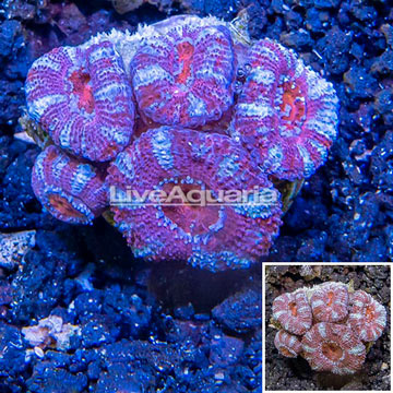 LiveAquaria® Cultured Acan Lord Coral